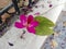 medicinal pink color flowerand leaf of Bauhinia racemosa