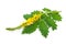 Medicinal plant:Agrimonia eupatoria. Common agrimony