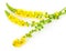 Medicinal plant:Agrimonia eupatoria. Common agrimony