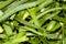 Medicinal plant aloe.Background of aloe.