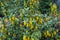 Medicinal plant barberry during flowering in spring. Horizontal photo format