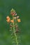 Medicinal plant Bulbine frutescens