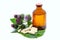 Medicinal plant burdock Arctium lappa. Bottle with tincture and capsules with powder of burdock root