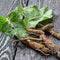 Medicinal plant burdock Arctium lappa on a dark wooden backgro