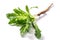 Medicinal plant burdock Arctium lappa on a white background