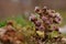 Medicinal plant, butterbur, Petasites hybridus