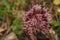 Medicinal plant - Butterbur, Petasites hybridus