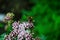 Medicinal plant calf meadow with beautiful flowers