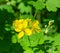 Medicinal plant celandine large close-up