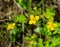 Medicinal plant celandine large close-up