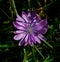 Medicinal plant chicory