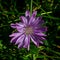 Medicinal plant chicory