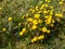 Medicinal plant coltsfoot blooms in spring