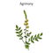 Medicinal plant - common agrimony agrimonia eupatoria