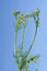 Medicinal plant cumin.An aromatic plant, spice, seasoning, used in cooking.Selective focus. Isolated on a blue backgr