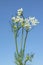 Medicinal plant cumin.An aromatic plant, spice, seasoning, used in cooking.Selective focus. Isolated on a blue backgr