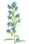 Medicinal plant: Echium vulgare