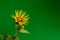 Medicinal plant elecampane inula closeup on green background.