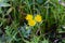 Medicinal plant Elecampane tall with a yellow beautiful flower