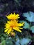 Medicinal plant elecampane, yellow inula