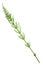 Medicinal plant: Equisetum arvense. Horsetail