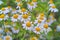 Medicinal plant feverfew with many flowers in a bed