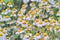 Medicinal plant feverfew with many flowers in a bed