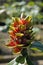 Medicinal plant flower, Costus arabicus