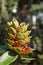 Medicinal plant flower, Costus arabicus