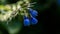 Medicinal plant flowers Comforter Medicinal plant flowers Comfrey close-up on a dark background close-up on a dark background