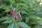 Medicinal plant flowers, Justicia calycina