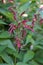 Medicinal plant flowers, Justicia calycina