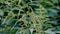 Medicinal plant folk medicine grass nettle