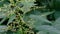 Medicinal plant folk medicine grass nettle