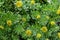 Medicinal plant Golden root. Blooming rich bushes of Rhodiola rosea, close-up. Blooming Rhodiola rosea