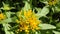 Medicinal plant Golden root, Rhodiola rosea.