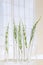 Medicinal plant Horsetail in test tubes