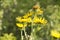 Medicinal plant inula helenium. Summer landscape