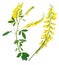 Medicinal plant: Melilotus officinalis (Yellow Sweet Clower)