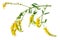 Medicinal plant: Melilotus officinalis (Yellow Sweet Clower)