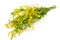 Medicinal plant: Melilotus officinalis (Yellow Sweet Clower)