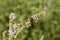 The medicinal plant Mentha longifolia and insect Diptera syrphidae close-up