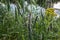 Medicinal plant Motherwort close-up near the pond