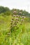 The medicinal plant Motherwort grows in a field among flowering grasses in summer. Summer landscape with flowering motherwort.