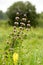 The medicinal plant Motherwort grows in a field among flowering grasses in summer. Summer landscape with flowering motherwort.