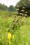 The medicinal plant Motherwort grows in a field among flowering grasses in summer. Summer landscape with flowering motherwort.