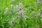 Medicinal plant - Motherwort LeonÃºrus. Close-up flower