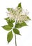 Medicinal plant from my garden: Sambucus nigra  black elder  side view of flowers and leafs isolated on white background