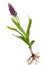 Medicinal plant: Orchid - Dactylorhiza fushsii