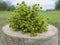 Medicinal plant - Pharmaceutical Chamomile with inflorescences on a wooden stump